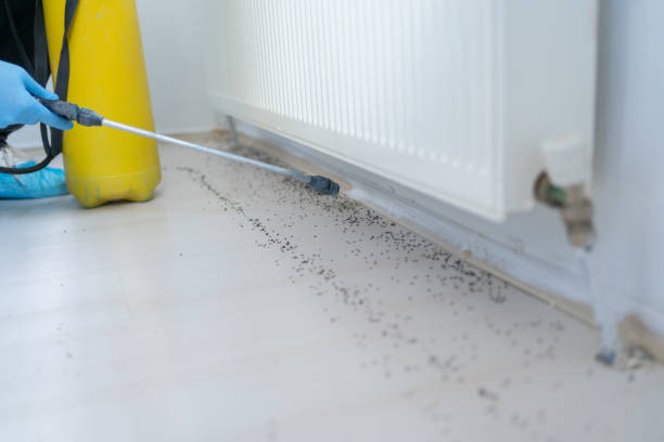 Best Termite Control Services  in Rock Port, MO